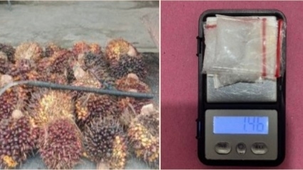 Sabu Marak hingga Maling Sawit Merajalela di Wilkum Polsek Kampung Rakyat
