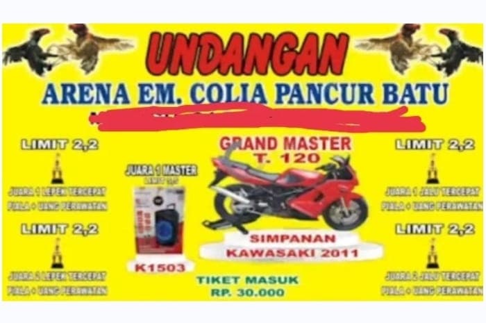 Diduga Judi Sabung Ayam Dikelola Oknum Colia Sembiring, Kapoldasu Didesak Turun