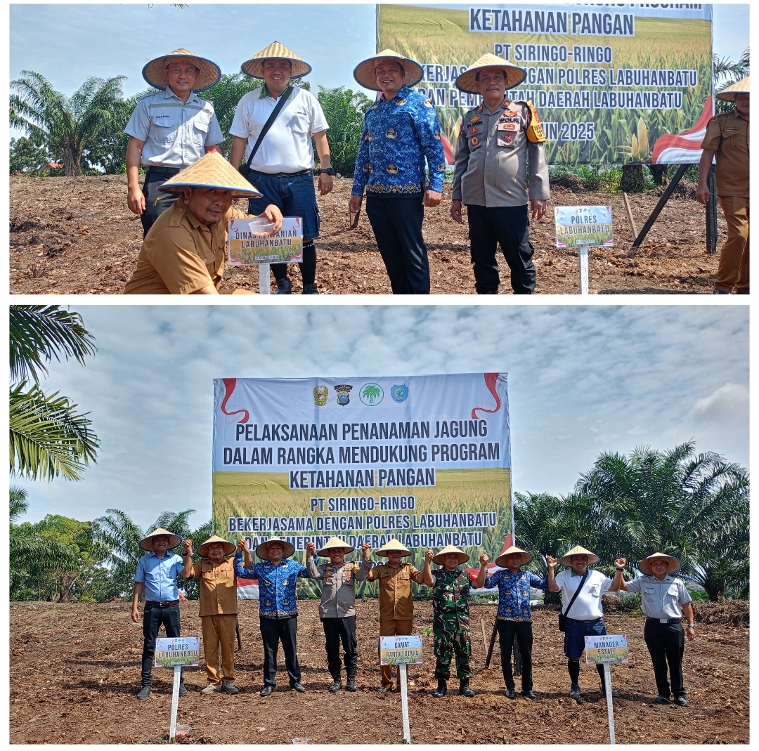 Wujudkan Ketahanan Pangan, PT. Siringo-ringo Laksanakan Penanaman Jagung Dukung Program Asta Cita Pemerintah