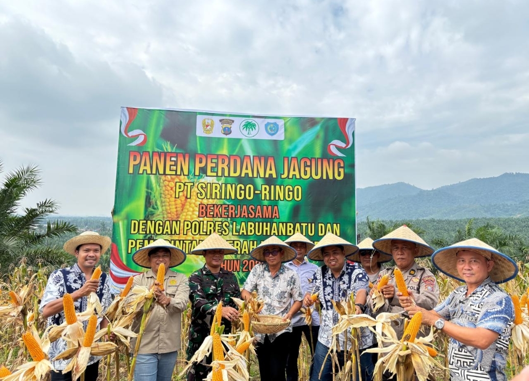 PT Siringo-ringo Menggelar Panen Perdana Jagung Bersama Polres dan Pemerintah Daerah Labuhanbatu