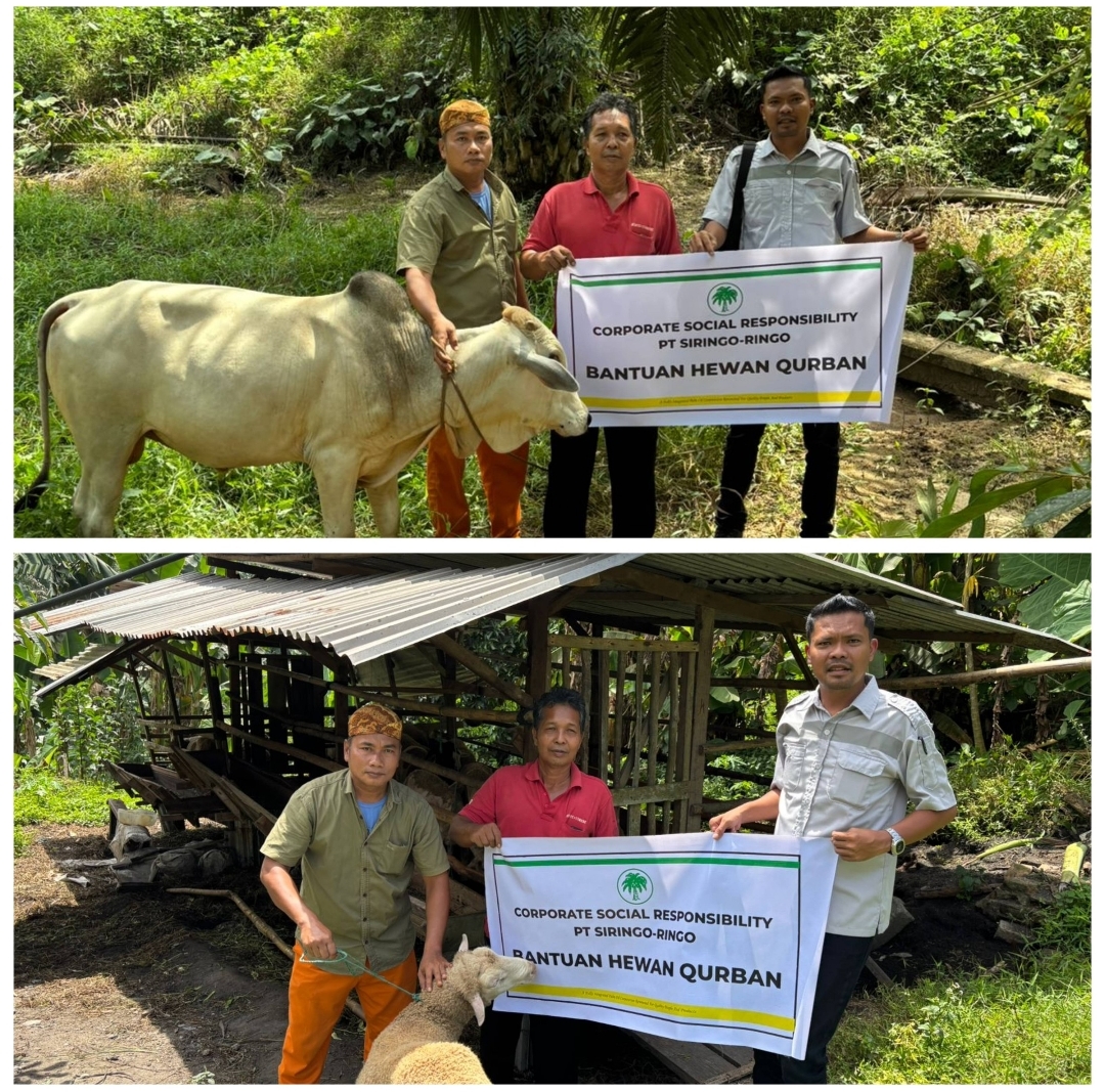 Perayaan Idul Adha 1446 H, PT. Siringo-ringo Berbagi Hewan Qurban Ke Desa Sekitar