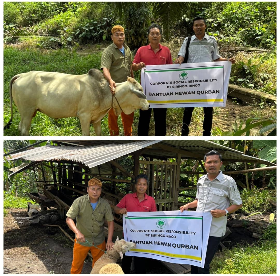 Perayaan Idul Adha 1446 H, PT. Siringo-ringo Berbagi Hewan Qurban Ke Desa Sekitar